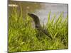 Nile Monitor Lizard (Varanus Nicolitus), Masai Mara National Reserve, Kenya, East Africa, Africa-Sergio Pitamitz-Mounted Photographic Print