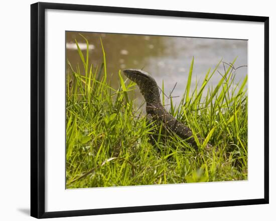 Nile Monitor Lizard (Varanus Nicolitus), Masai Mara National Reserve, Kenya, East Africa, Africa-Sergio Pitamitz-Framed Photographic Print