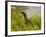 Nile Monitor Lizard (Varanus Nicolitus), Masai Mara National Reserve, Kenya, East Africa, Africa-Sergio Pitamitz-Framed Photographic Print