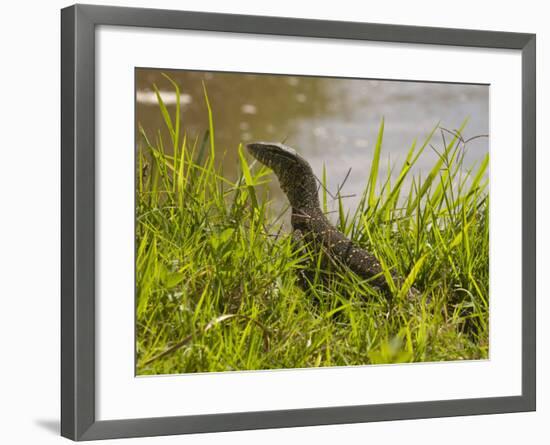 Nile Monitor Lizard (Varanus Nicolitus), Masai Mara National Reserve, Kenya, East Africa, Africa-Sergio Pitamitz-Framed Photographic Print