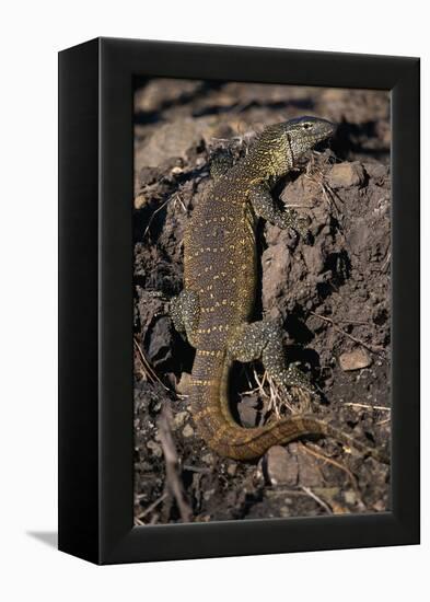 Nile Monitor Lizard-Paul Souders-Framed Premier Image Canvas