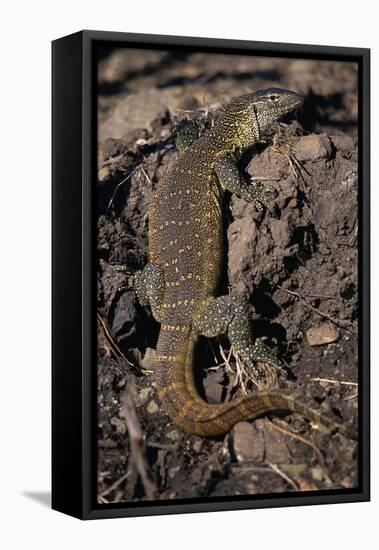 Nile Monitor Lizard-Paul Souders-Framed Premier Image Canvas