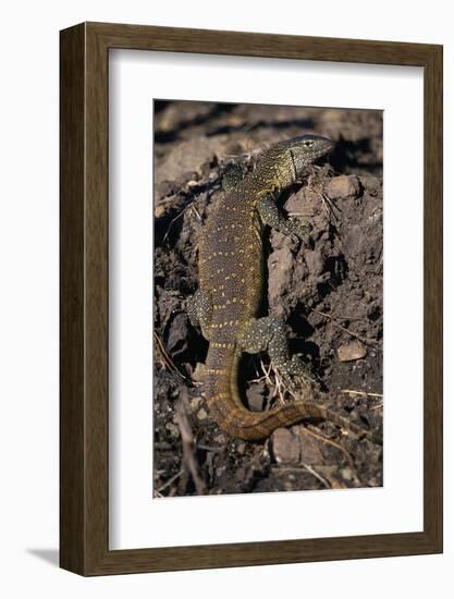 Nile Monitor Lizard-Paul Souders-Framed Photographic Print