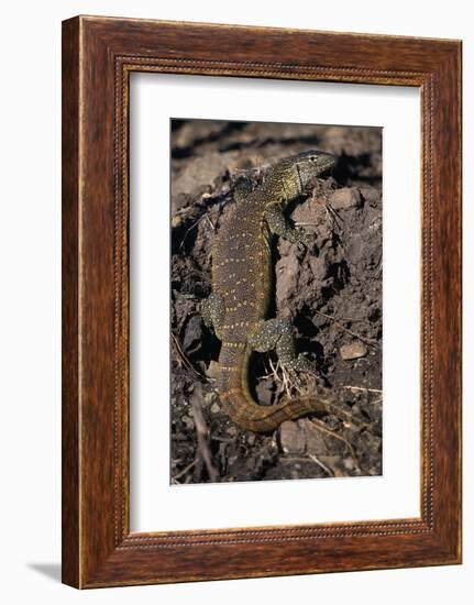 Nile Monitor Lizard-Paul Souders-Framed Photographic Print