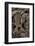 Nile Monitor Lizard-Paul Souders-Framed Photographic Print