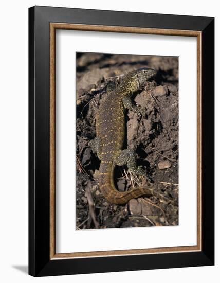 Nile Monitor Lizard-Paul Souders-Framed Photographic Print