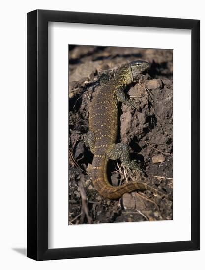 Nile Monitor Lizard-Paul Souders-Framed Photographic Print