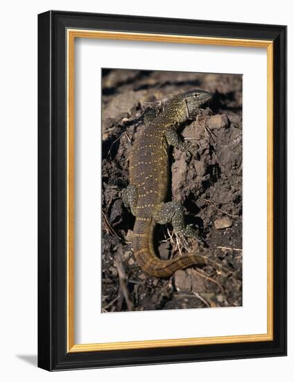 Nile Monitor Lizard-Paul Souders-Framed Photographic Print