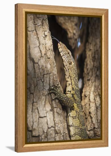 Nile Monitor (Varanus Niloticus), Zambia, Africa-Janette Hill-Framed Premier Image Canvas