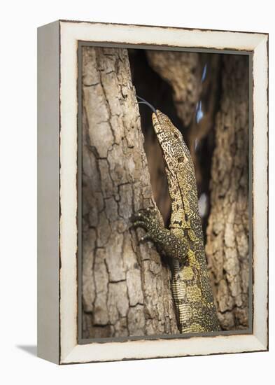 Nile Monitor (Varanus Niloticus), Zambia, Africa-Janette Hill-Framed Premier Image Canvas