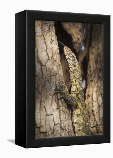 Nile Monitor (Varanus Niloticus), Zambia, Africa-Janette Hill-Framed Premier Image Canvas