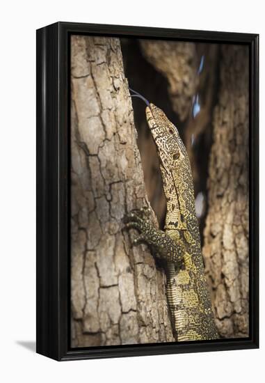 Nile Monitor (Varanus Niloticus), Zambia, Africa-Janette Hill-Framed Premier Image Canvas