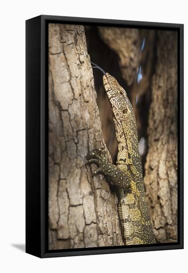 Nile Monitor (Varanus Niloticus), Zambia, Africa-Janette Hill-Framed Premier Image Canvas