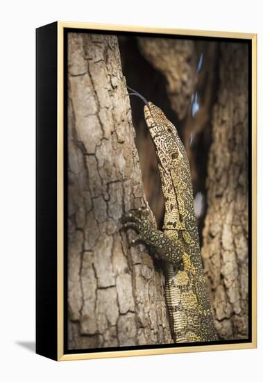 Nile Monitor (Varanus Niloticus), Zambia, Africa-Janette Hill-Framed Premier Image Canvas