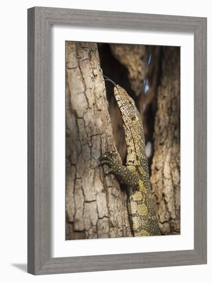 Nile Monitor (Varanus Niloticus), Zambia, Africa-Janette Hill-Framed Photographic Print