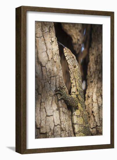 Nile Monitor (Varanus Niloticus), Zambia, Africa-Janette Hill-Framed Photographic Print