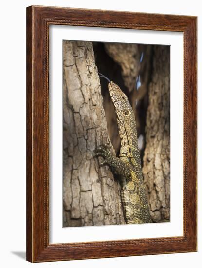 Nile Monitor (Varanus Niloticus), Zambia, Africa-Janette Hill-Framed Photographic Print