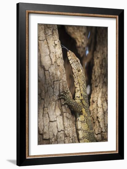 Nile Monitor (Varanus Niloticus), Zambia, Africa-Janette Hill-Framed Photographic Print