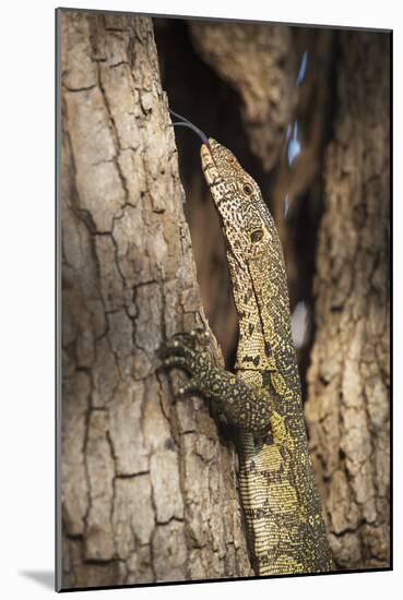 Nile Monitor (Varanus Niloticus), Zambia, Africa-Janette Hill-Mounted Photographic Print