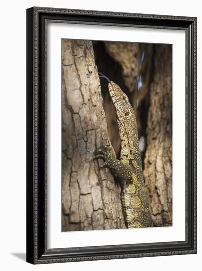 Nile Monitor (Varanus Niloticus), Zambia, Africa-Janette Hill-Framed Photographic Print