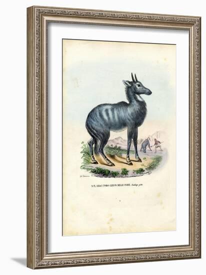 Nilgai, 1863-79-Raimundo Petraroja-Framed Giclee Print