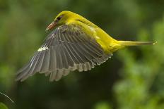 Golden Oriole (Oriolus Oriolus) Female in Flight to Nest, Bulgaria, May 2008-Nill-Premier Image Canvas