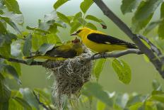 Golden Oriole (Oriolus Oriolus) Pair at Nest, Bulgaria, May 2008-Nill-Photographic Print
