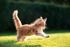 Playful Red Ginger Tabby Maine Coon Kitten Running on Grass Outdoors in Sunlight-Nils Jacobi-Photographic Print
