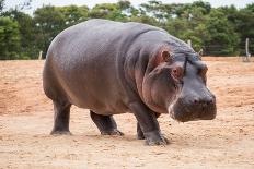 The Common Hippopotamus, Hippopotamus Amphibius, or Hippo, is a Large, Mostly Herbivorous, Semiaqua-Nils Versemann-Framed Photographic Print