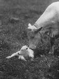 Charclais Mother Nuzzling Her Calf-Nina Leen-Photographic Print