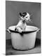 Premium Photographic Print