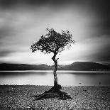 Millarrochy Tree-Nina Papiorek-Photographic Print