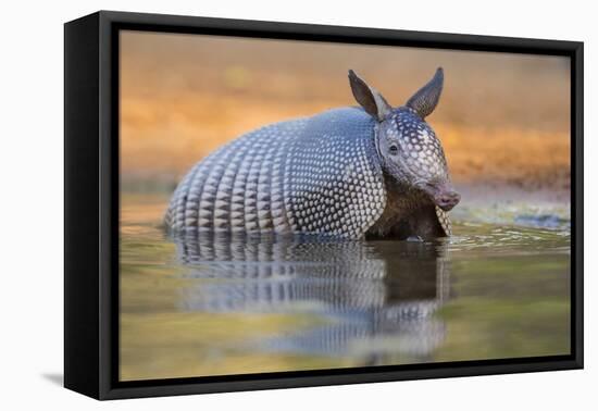 Nine-banded Armadillo, Dasypus novemcinctus, bathing and drinking-Larry Ditto-Framed Premier Image Canvas