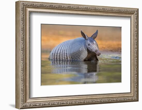 Nine-banded Armadillo, Dasypus novemcinctus, bathing and drinking-Larry Ditto-Framed Photographic Print