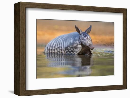 Nine-banded Armadillo, Dasypus novemcinctus, bathing and drinking-Larry Ditto-Framed Photographic Print