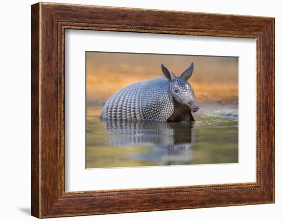 Nine-banded Armadillo, Dasypus novemcinctus, bathing and drinking-Larry Ditto-Framed Photographic Print