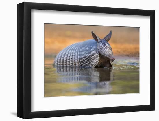 Nine-banded Armadillo, Dasypus novemcinctus, bathing and drinking-Larry Ditto-Framed Photographic Print