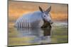 Nine-banded Armadillo, Dasypus novemcinctus, bathing and drinking-Larry Ditto-Mounted Photographic Print