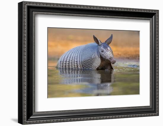 Nine-banded Armadillo, Dasypus novemcinctus, bathing and drinking-Larry Ditto-Framed Photographic Print