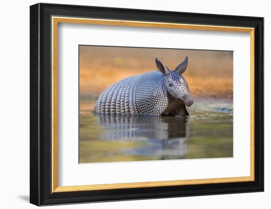 Nine-banded Armadillo, Dasypus novemcinctus, bathing and drinking-Larry Ditto-Framed Photographic Print