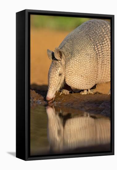 Nine-banded Armadillo (Dasypus novemcinctus) drinking-Larry Ditto-Framed Premier Image Canvas