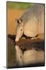 Nine-banded Armadillo (Dasypus novemcinctus) drinking-Larry Ditto-Mounted Photographic Print