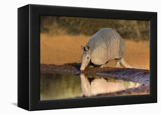 Nine-banded Armadillo (Dasypus novemcinctus) drinking-Larry Ditto-Framed Premier Image Canvas