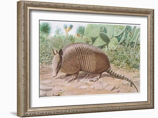 Nine Banded Armadillo, Named for the Overlapping Plates at Midriff-Louis Agassiz Fuertes-Framed Giclee Print