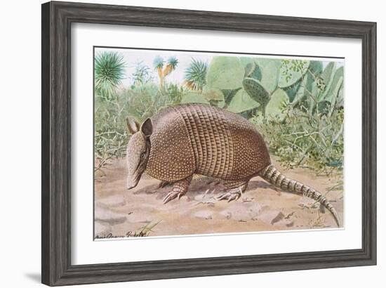 Nine Banded Armadillo, Named for the Overlapping Plates at Midriff-Louis Agassiz Fuertes-Framed Giclee Print