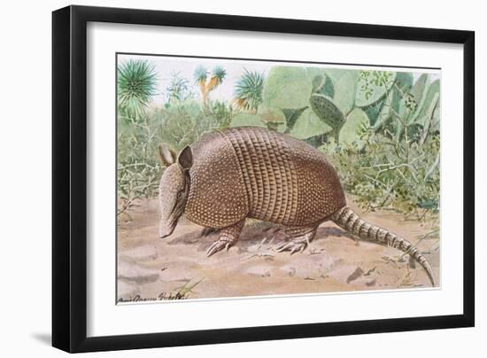 Nine Banded Armadillo, Named for the Overlapping Plates at Midriff-Louis Agassiz Fuertes-Framed Giclee Print