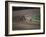 Nine Race Horses-null-Framed Photographic Print