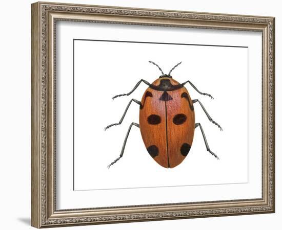 Nine-Spotted Beetle (Coccinella Novemnotata), Insects-Encyclopaedia Britannica-Framed Art Print
