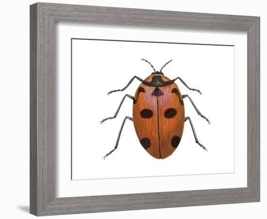 Nine-Spotted Beetle (Coccinella Novemnotata), Insects-Encyclopaedia Britannica-Framed Art Print