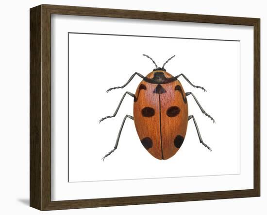 Nine-Spotted Beetle (Coccinella Novemnotata), Insects-Encyclopaedia Britannica-Framed Art Print